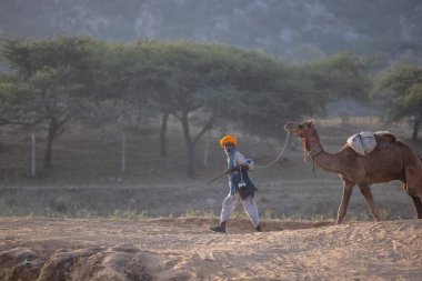 Puşkar, Rajasthan, Hindistan - 11 Kasım 2024: Geleneksel beyaz giysili rajasthani erkek portresi çöl panayırında renkli türbanla deve pazarında deve ticareti yaparken.
