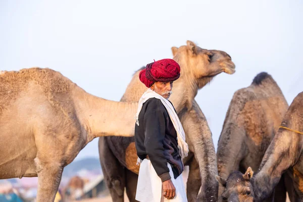 Puşkar, Rajasthan, Hindistan - 11 Kasım 2024: Geleneksel beyaz giysili rajasthani erkek portresi çöl panayırında renkli türbanla deve pazarında deve ticareti yaparken.