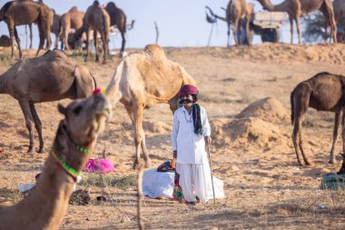 Puşkar, Rajasthan, Hindistan - 11 Kasım 2024: Geleneksel beyaz giysili rajasthani erkek portresi çöl panayırında renkli türbanla deve pazarında deve ticareti yaparken.