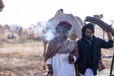 Puşkar, Rajasthan, Hindistan - 11 Kasım 2024: Geleneksel beyaz giysili rajasthani erkek portresi çöl panayırında renkli türbanla deve pazarında deve ticareti yaparken.