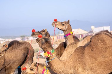 Puşkar, Rajasthan, Hindistan - 11 Kasım 2024: Deve ticareti için Puşkar deve fuarı