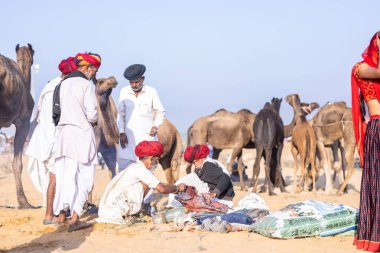 Puşkar, Rajasthan, Hindistan - 11 Kasım 2024: Geleneksel beyaz giysili rajasthani erkek portresi çöl panayırında renkli türbanla deve pazarında deve ticareti yaparken.