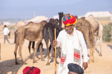 Puşkar, Rajasthan, Hindistan - 11 Kasım 2024: Geleneksel beyaz giysili rajasthani erkek portresi çöl panayırında renkli türbanla deve pazarında deve ticareti yaparken.