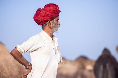 Puşkar, Rajasthan, Hindistan - 11 Kasım 2024: Geleneksel beyaz giysili rajasthani erkek portresi çöl panayırında renkli türbanla deve pazarında deve ticareti yaparken.