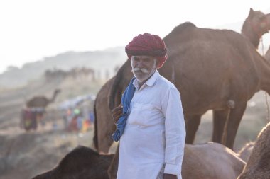 Puşkar, Rajasthan, Hindistan - 11 Kasım 2024: Geleneksel beyaz giysili rajasthani erkek portresi çöl panayırında renkli türbanla deve pazarında deve ticareti yaparken.