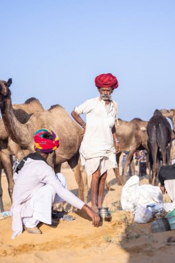 Puşkar, Rajasthan, Hindistan - 11 Kasım 2024: Geleneksel beyaz giysili rajasthani erkek portresi çöl panayırında renkli türbanla deve pazarında deve ticareti yaparken.