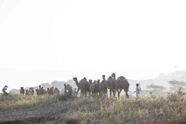 Puşkar, Rajasthan, Hindistan - 11 Kasım 2024: Geleneksel beyaz giysili rajasthani erkek portresi çöl panayırında renkli türbanla deve pazarında deve ticareti yaparken.