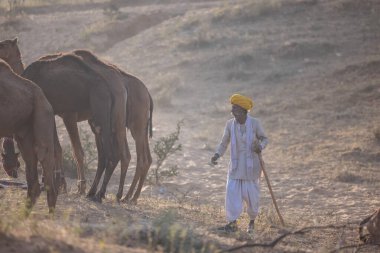 Puşkar, Rajasthan, Hindistan - 11 Kasım 2024: Geleneksel beyaz giysili rajasthani erkek portresi çöl panayırında renkli türbanla deve pazarında deve ticareti yaparken.