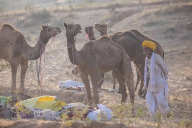 Puşkar, Rajasthan, Hindistan - 11 Kasım 2024: Geleneksel beyaz giysili rajasthani erkek portresi çöl panayırında renkli türbanla deve pazarında deve ticareti yaparken.