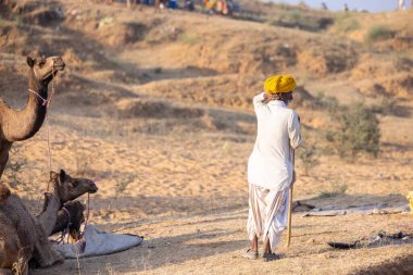 Puşkar, Rajasthan, Hindistan - 11 Kasım 2024: Geleneksel beyaz giysili rajasthani erkek portresi çöl panayırında renkli türbanla deve pazarında deve ticareti yaparken.