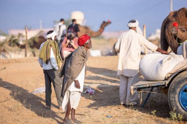 Puşkar, Rajasthan, Hindistan - 11 Kasım 2024: Geleneksel beyaz giysili rajasthani erkek portresi çöl panayırında renkli türbanla deve pazarında deve ticareti yaparken.