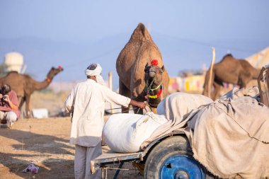 Puşkar, Rajasthan, Hindistan - 11 Kasım 2024: Geleneksel beyaz giysili rajasthani erkek portresi çöl panayırında renkli türbanla deve pazarında deve ticareti yaparken.