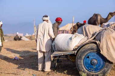Puşkar, Rajasthan, Hindistan - 11 Kasım 2024: Geleneksel beyaz giysili rajasthani erkek portresi çöl panayırında renkli türbanla deve pazarında deve ticareti yaparken.