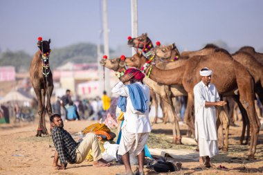 Puşkar, Rajasthan, Hindistan - 11 Kasım 2024: Çöldeki fuar alanında deve ticaret fuarı sırasında renkli türbanlı geleneksel beyaz giysili bir rajasthani erkeğinin portresi.