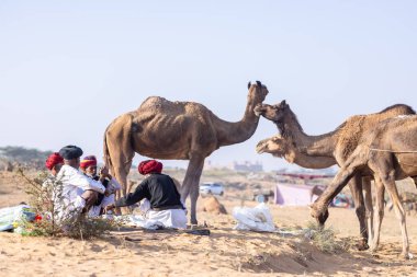 Puşkar, Rajasthan, Hindistan - 11 Kasım 2024: Çöldeki fuar alanında deve ticaret fuarı sırasında renkli türbanlı geleneksel beyaz giysili bir rajasthani erkeğinin portresi.