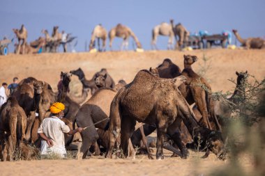 Puşkar, Rajasthan, Hindistan - 11 Kasım 2024: Çöldeki fuar alanında deve ticaret fuarı sırasında renkli türbanlı geleneksel beyaz giysili bir rajasthani erkeğinin portresi.