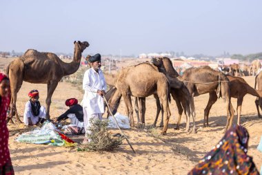 Puşkar, Rajasthan, Hindistan - 11 Kasım 2024: Çöldeki fuar alanında deve ticaret fuarı sırasında renkli türbanlı geleneksel beyaz giysili bir rajasthani erkeğinin portresi.