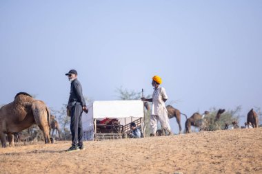 Puşkar, Rajasthan, Hindistan - 11 Kasım 2024: Çöldeki fuar alanında deve ticaret fuarı sırasında renkli türbanlı geleneksel beyaz giysili bir rajasthani erkeğinin portresi.