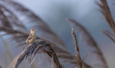 Baya dokumacı (Ploceus philippinus) çimenlere tünemiş kuş