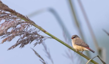 Kırmızı avadavat (Amandava amandava) ormandaki kuru çalılara tünemiş kuş..