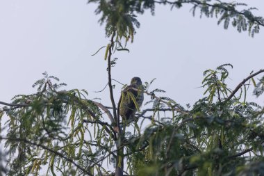 Yeşil yapraklarla çevrili ağaç dalına tünemiş kuş.