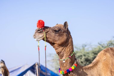 Puşkar, Rajasthan, Hindistan - 11 Kasım 2024: Deve ticareti için yapılan itme deve fuarı sırasında çöl panayırı.