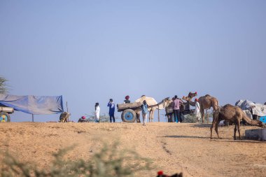 Puşkar, Rajasthan, Hindistan - 11 Kasım 2024: Deve ticareti için yapılan itme deve fuarı sırasında çöl panayırı.