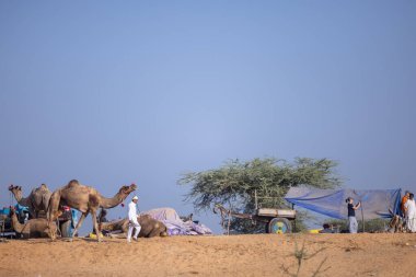 Puşkar, Rajasthan, Hindistan - 11 Kasım 2024: Deve ticareti için yapılan itme deve fuarı sırasında çöl panayırı.