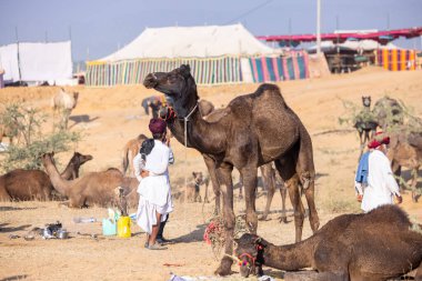 Puşkar, Rajasthan, Hindistan - 11 Kasım 2024: Deve ticareti için yapılan itme deve fuarı sırasında çöl panayırı.
