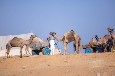 Puşkar, Rajasthan, Hindistan - 11 Kasım 2024: Deve ticareti için yapılan itme deve fuarı sırasında çöl panayırı.