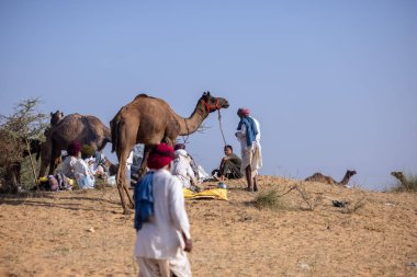 Puşkar, Rajasthan, Hindistan - 11 Kasım 2024: Deve ticareti için yapılan itme deve fuarı sırasında çöl panayırı.
