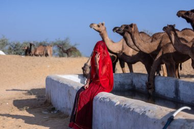 Puşkar, Rajasthan, Hindistan - 11 Kasım 2024: Deve ticareti için yapılan itme deve fuarı sırasında çöl panayırı.