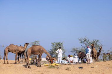 Puşkar, Rajasthan, Hindistan - 11 Kasım 2024: Deve ticareti için yapılan itme deve fuarı sırasında çöl panayırı.
