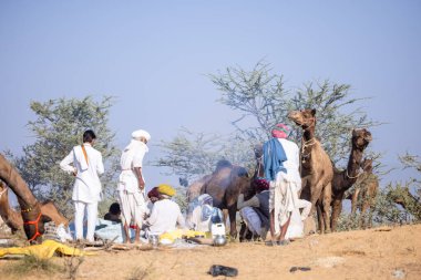 Puşkar, Rajasthan, Hindistan - 11 Kasım 2024: Deve ticareti için yapılan itme deve fuarı sırasında çöl panayırı.