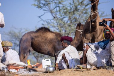 Puşkar, Rajasthan, Hindistan - 11 Kasım 2024: Deve ticareti için yapılan itme deve fuarı sırasında çöl panayırı.