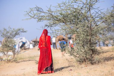 Puşkar, Rajasthan, Hindistan - 11 Kasım 2024: Deve ticareti için yapılan itme deve fuarı sırasında çöl panayırı.