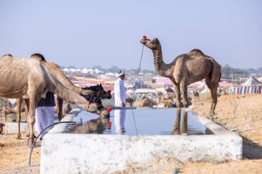 Puşkar, Rajasthan, Hindistan - 11 Kasım 2024: Deve ticareti için yapılan itme deve fuarı sırasında çöl panayırı.