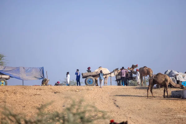 Puşkar, Rajasthan, Hindistan - 11 Kasım 2024: Deve ticareti için yapılan itme deve fuarı sırasında çöl panayırı.