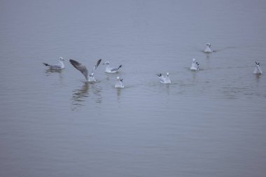 Varanasi 'deki nehir çetelerinin üzerinden uçan martı..