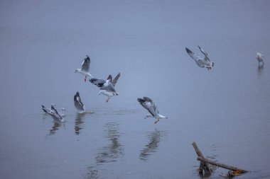 Varanasi 'deki nehir çetelerinin üzerinden uçan deniz gulsl' leri..
