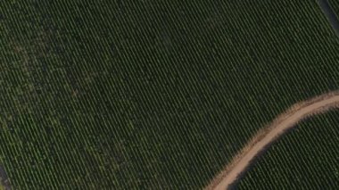 Casablanca, Şili 'deki bir üzüm bağında dönen hava görüntüleri