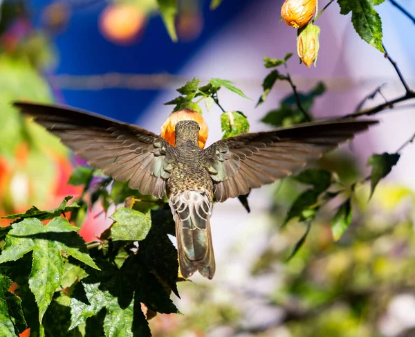 Dev Sinekkuşu Bir Abutilon Çiçeğinden Nektar Alıyor — Stok fotoğraf