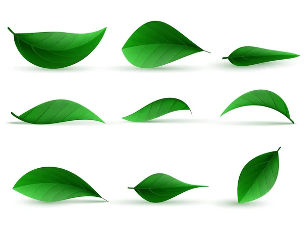Collection of realistic green tea leaves — Stock Vector