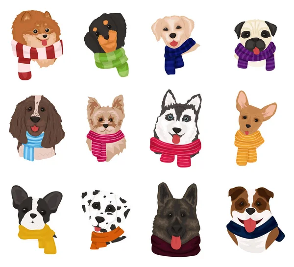 Cães Bonitos Cachecóis Malha Coleção Cães Engraçados Raças Diferentes Feliz — Fotografia de Stock