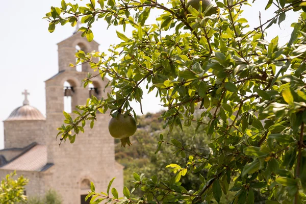 Kozalaklı bir ormanda ağaç kesiyorum. Kesilmiş ağaç gövdeleri ve ağaç kütükleri. Moskova bölgesi. Rusya.