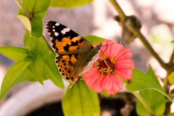 Kozalaklı bir ormanda ağaç kesiyorum. Kesilmiş ağaç gövdeleri ve ağaç kütükleri. Moskova bölgesi. Rusya.