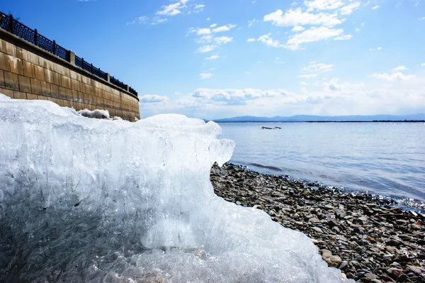Amur setin. Khabarovsk. Bahar.
