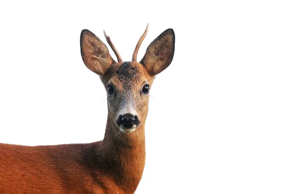 Close up of roe deer, isolated on white — Stock Photo, Image
