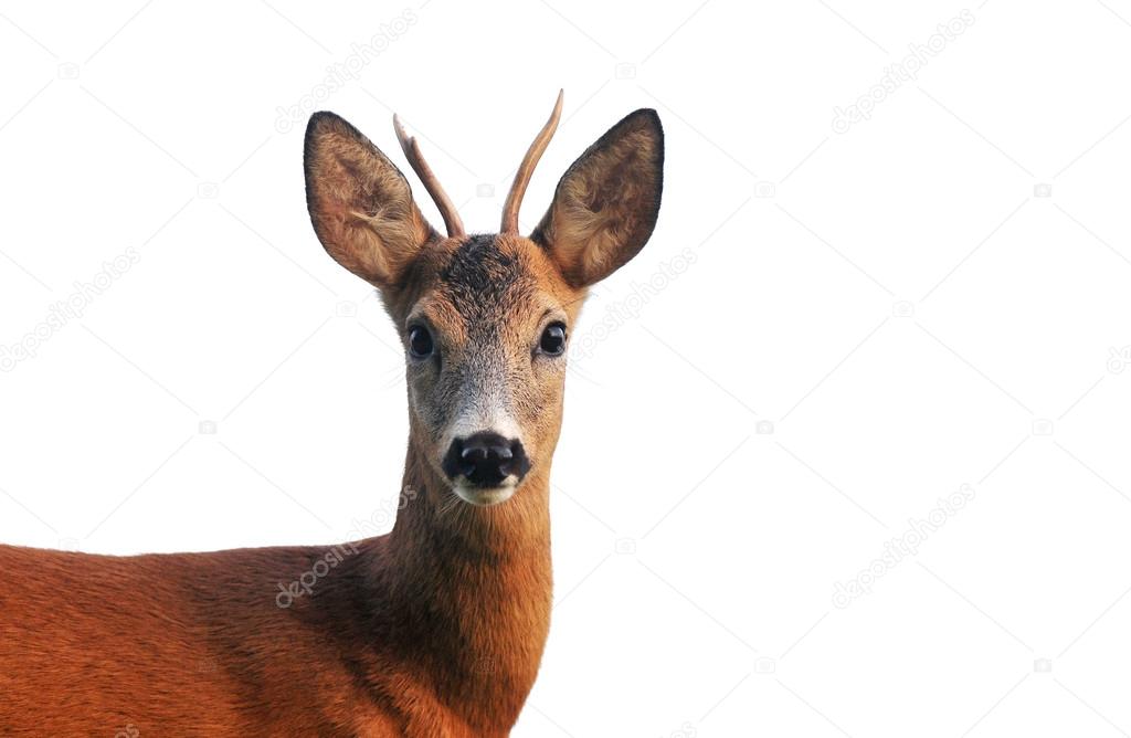 Close up of roe deer, isolated on white