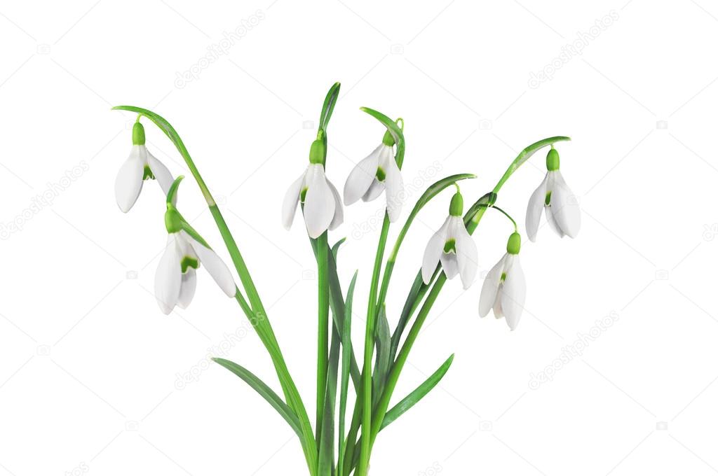 Bouquet of snowdrops, isolated on white